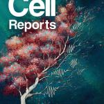 The cover image on this month's edition of Cell Reports is an artistic representation of neural activity during behavior in health (left) and Alzheimer's disease (right), with sharp wave ripples (which are associated with replay) as branches. The research results link synaptic deficits in Alzheimer's disease to dysfunction of neural activity essential for memory. Artist Annie Stewart designed this.